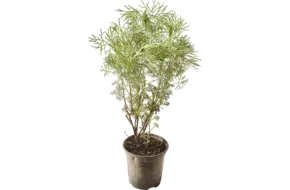 BIO Colakruid in pot doos 2st